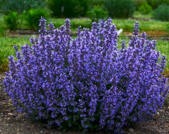 Cat's Pajamas Catmint - 1 Gallon Container - Proven Winners Perennial