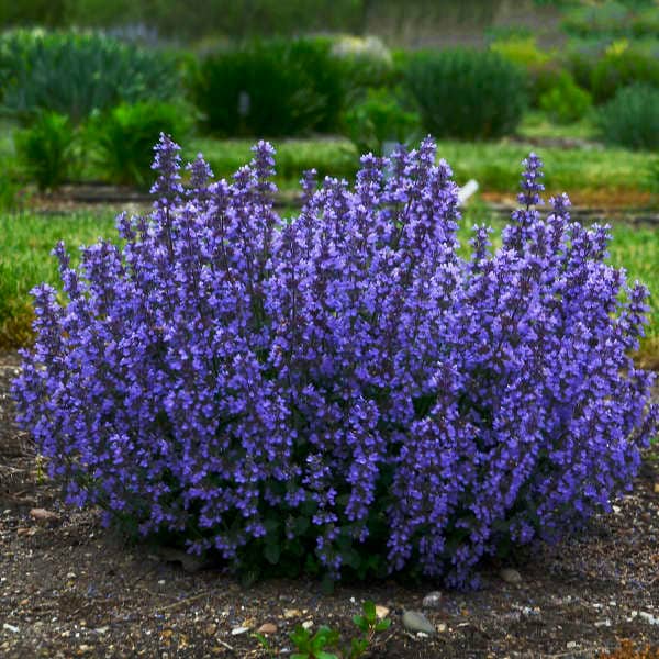 Cat's Pajamas Catmint - 1 Gallon Container - Proven Winners Perennial