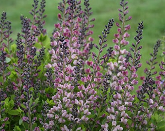 Pink Truffles False Indigo - 2 Gallon Container