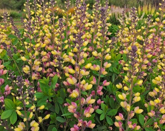 Pink Lemonade False Indigo - 2 Gallon Container