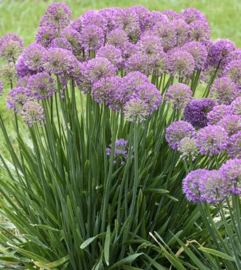 Proven Winners Serendipity Ornamental Onion - Thumbnail 4