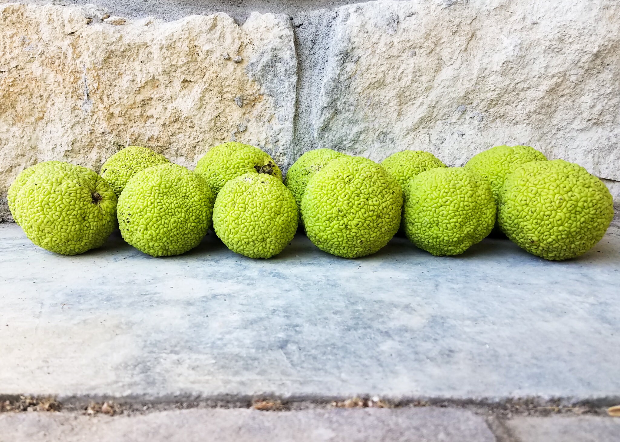 Hedge Balls Hedge Apples One Dozen Etsy