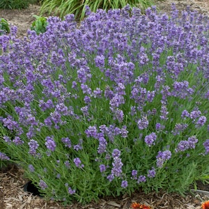 Munstead English Lavender - #1 Container