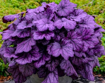 Wild Rose Coral Bells - 1 Gallon Container