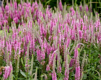 Pink Potion Speedwell - 1 Gallon Container