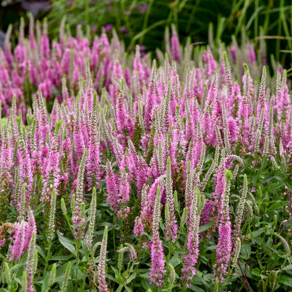 Pink Potion Speedwell - 1 Gallon Container