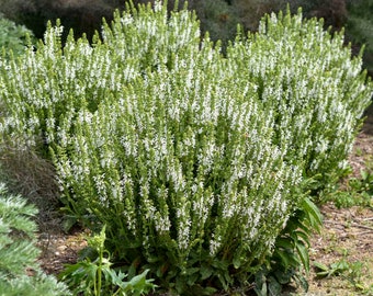 White Profusion Salvia - 1 Gallon Container