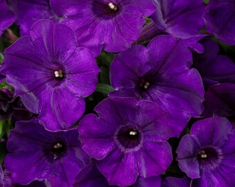 Supertunia Royal Velvet Petunia - Proven Winners Annual
