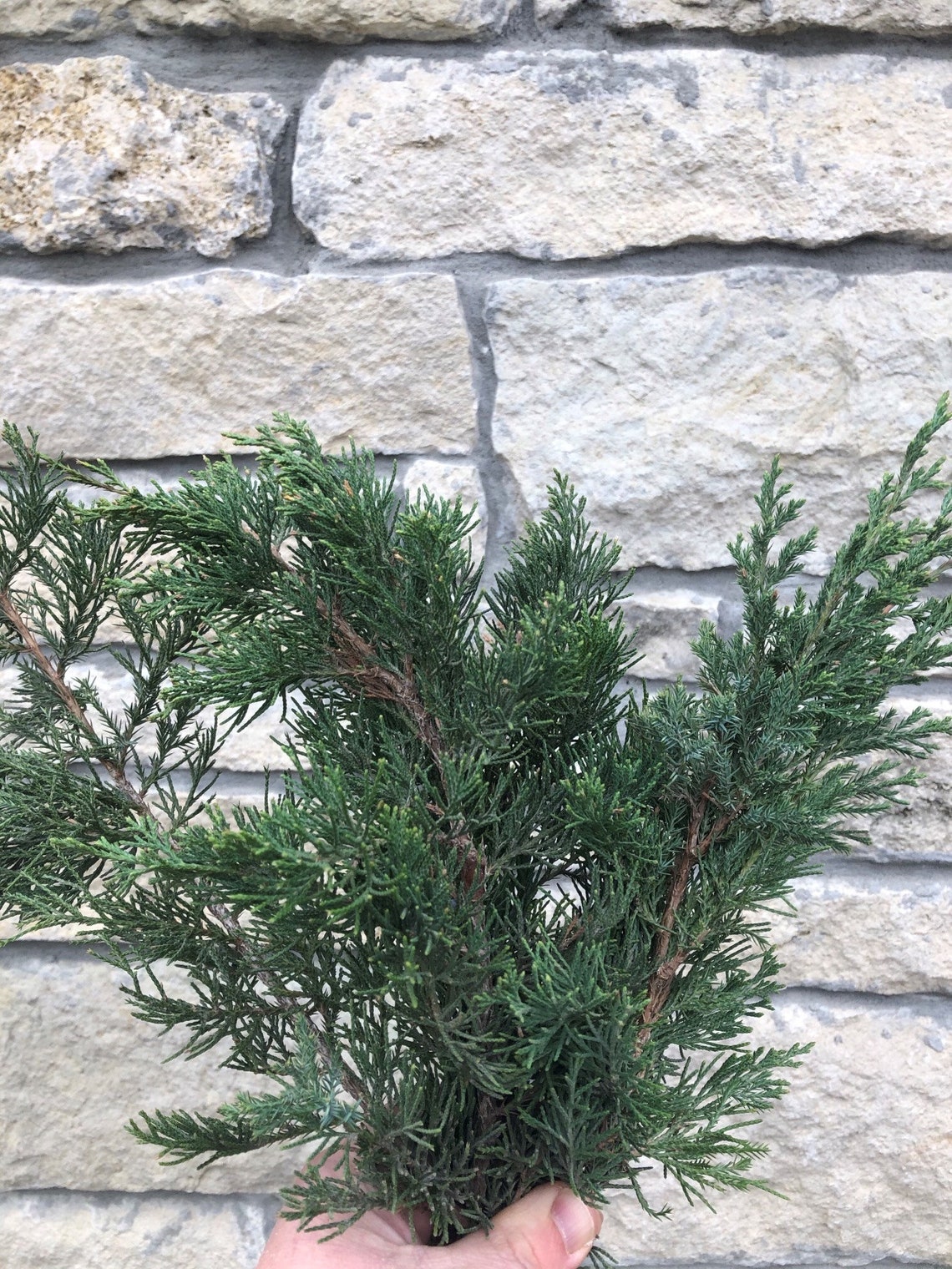 Eastern Red Cedar Branches Great for Holiday Decorating Etsy