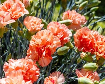Orange Sparkler Dianthus - #1 Container