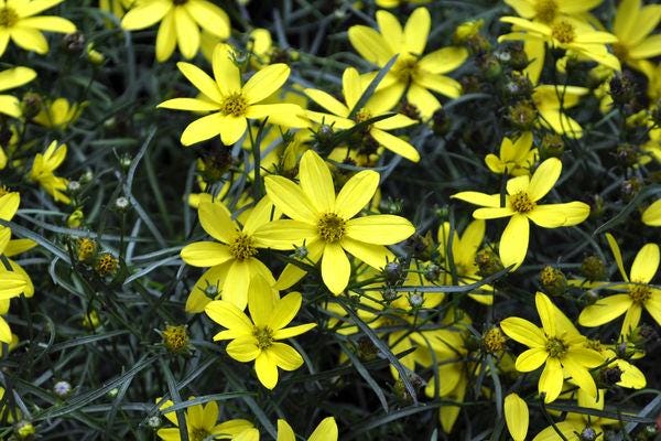 Mayo Clinic Flower of Hope Coreopsis - #1 Container