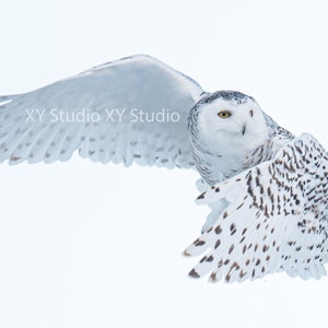 Female Snowy owl flying in the sky - Photography digital Prints - Wall Art - Nature Photography - Home Decor - Bird Photo