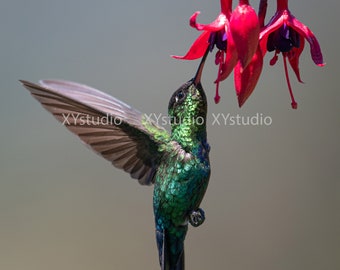 Hummingbird with flowers - Photography digital Prints - Wall Art - Nature Photography - Home Decor - Bird Photo