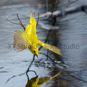 Yellow warbler plays on the water - Photography digital Prints - Wall Art - Nature Photography - Home Decor - Bird Photo