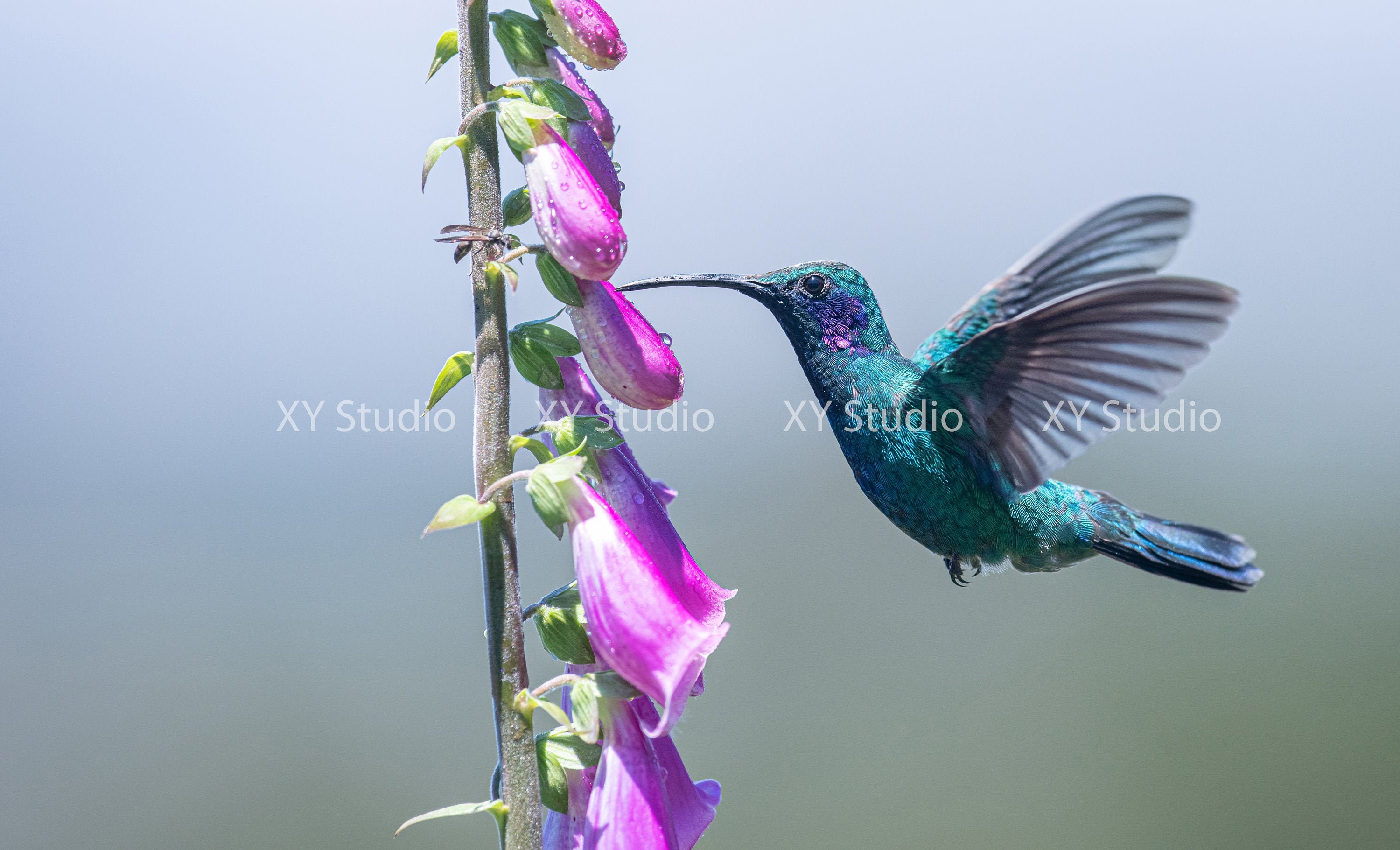 Hummingbird With Purple Foxglove Flowers Photography Digital Etsy