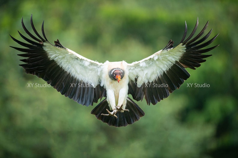 King Vulture flying in the sky Photography digital print Wall Art Nature Photography Home Decor Nature image 1