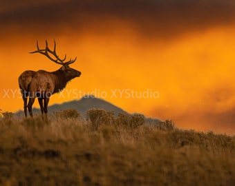 Elk in Yellowstone Natinoal Park - Photography digital Prints - Wall Art - Nature Photography - Home Decor