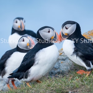 Puffins are playing together on the rock -Photography digital print - Wall Art - Nature Photography - Home Decor - Bird