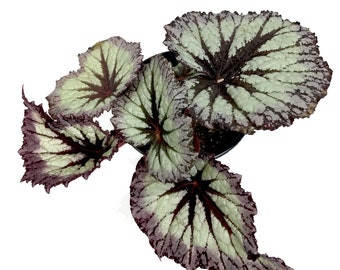 2 5 Rare Trailing Begonia Compacta House Plant Etsy