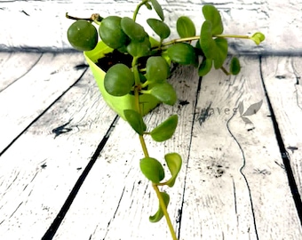 Peperomia Hope 4"pot | Peperomia Rotundifolia | Peperomia Tetraphylla | Trailing plant | Live plant | House Plant