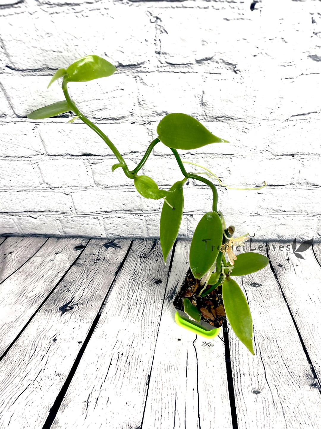 Vanilla Orchid in 4 in Pot Vanilla Bean Orchid Tropical Etsy