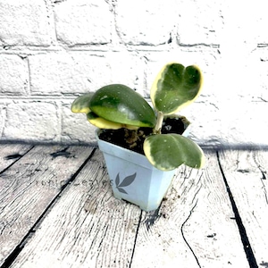 Variegated Hoya Kerrii Heart Plant in 3.5&quot; Pot - Valentine&#39;s Plant Gif - Tropical Plant - Trailing Plant - Rare House Plant