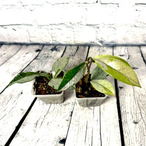 May include: Two small potted plants with green and white variegated leaves. The plants are in square white pots with soil. The background is a white brick wall and a white wooden surface. The text "Tropic Leaves" is visible on the pots.