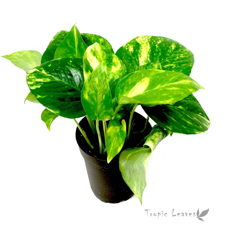 4 Golden Pothos Hanging Plants Live Plants Etsy