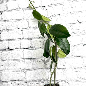 Hoya Coronaria - Rare Tropical Vine - Live House Plant - House Plant