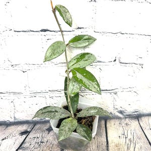May include: A Hoya plant with variegated, lance-shaped leaves featuring a mottled pattern of dark green and silvery-white splashes. The plant has a single, upright, slender stem and is potted in a small, square, translucent plastic container.