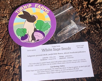 White Sage Seeds (pack of 50+) | Salvia apiana | Homegrown White Sage Seed Packs | Perennial White/Purple Herb | Turnip Farms