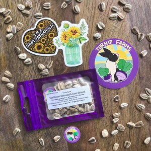 Sunflower Seeds | Mammoth Grey Striped | Helianthus annuus | Turnip Farms