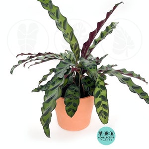 Calathea Lancifolia (Rattlesnake) :  Indoor Plants - Easy Care Houseplant - Starter Plant ,Live Indoor, Easy to Grow - Beginner Plant