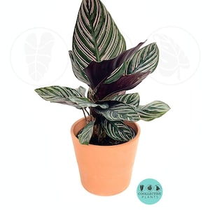 Calathea Ornata (PINK STRIPPED) :  Indoor Plants - Easy Care Houseplant - Starter Plant ,Live Indoor, Easy to Grow - Beginner Plant