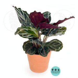 Calathea Medallion :  Indoor Plants - Easy Care Houseplant - Starter Plant ,Live Indoor, Easy to Grow - Beginner Plant