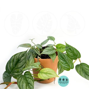 Philodendron Sodiroi :  Indoor Plants - Easy Care Houseplant - Starter Plant ,Live Indoor, Easy to Grow - Beginner Plant