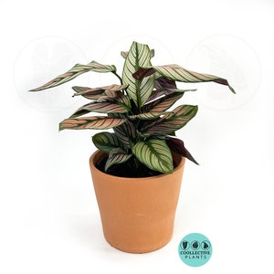 Calathea White star : Indoor Plants - Easy Care Houseplant - Starter Plant ,Live Indoor, Easy to Grow - Beginner Plant