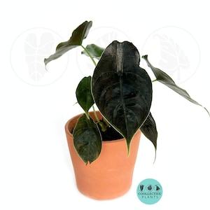 Alocasia Azlanii (Red Mambo) : Indoor Plants - Easy Care Houseplant -  Starter Plant ,Live Indoor, Easy to Grow - Beginner Plant