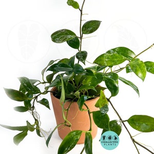 4" Live Plant Hoya Sunrise : Indoor Plants - Easy Care Houseplant - Starter Plant ,Live Indoor, Easy to Grow - Beginner Plant