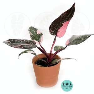 Philodendron Pink Princess Marble "High pink color" :Indoor Plants -Easy Care Houseplant - Starter Plant, Live, Easy to Grow-Beginner Plant