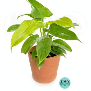 Philodendron Bipennifolium Aurea :  Indoor Plants - Easy Care Houseplant - Starter Plant ,Live Indoor, Easy to Grow - Beginner Plant