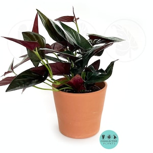 Syngonium Erythrophyllum "Red Arrow" : Indoor Plants - Easy Care Houseplant - Starter Plant ,Live Indoor, Easy to Grow - Beginner Plant