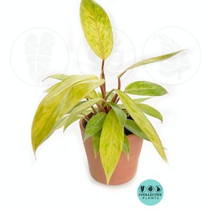 Philodendron Painted Lady :  Indoor Plants - Easy Care Houseplant - Starter Plant ,Live Indoor, Easy to Grow - Beginner Plant