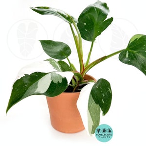 Philodendron White Princess : Indoor Plants - Easy Care Houseplant - Starter Plant ,Live Indoor, Easy to Grow - Beginner Plant