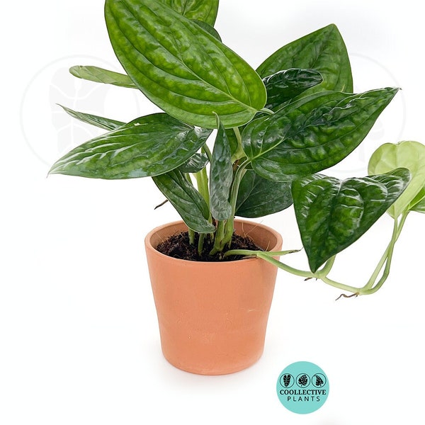 Monstera Peru : Indoor Plants - Easy Care Houseplant - Starter Plant ,Live Indoor, Easy to Grow - Beginner Plant