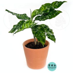 Aglaonema Pictum Tricolor :  Indoor Plants - Easy Care Houseplant - Starter Plant ,Live Indoor, Easy to Grow - Beginner Plant