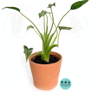 2" Baby Plant/4"/6" Alocasia Tiny Dancer