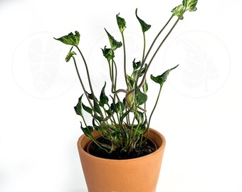 4" Syngonium Godzilla :  Indoor Plants - Easy Care Houseplant - Starter Plant ,Live Indoor, Easy to Grow - Beginner Plant