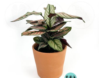 Calathea White star : Indoor Plants - Easy Care Houseplant - Starter Plant ,Live Indoor, Easy to Grow - Beginner Plant