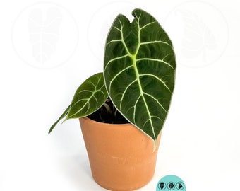 Alocasia Watsoniana "Rare Plant" :  Indoor Plants - Easy Care Houseplant - Starter Plant ,Live Indoor, Easy to Grow - Beginner Plant